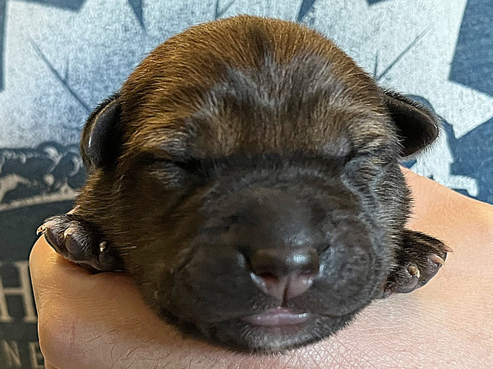 chinook puppy